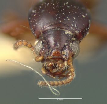 Media type: image;   Entomology 694 Aspect: head frontal view